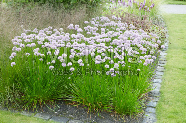 Allium Summer Beauty Allium Summer Beauty