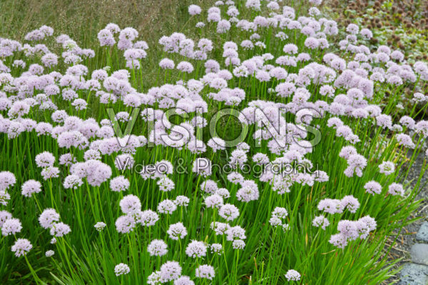 Allium Summer Beauty