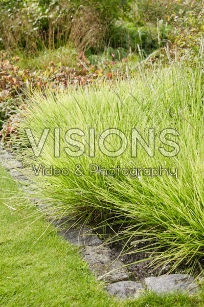 Sesleria autumnalis Sesleria autumnalis