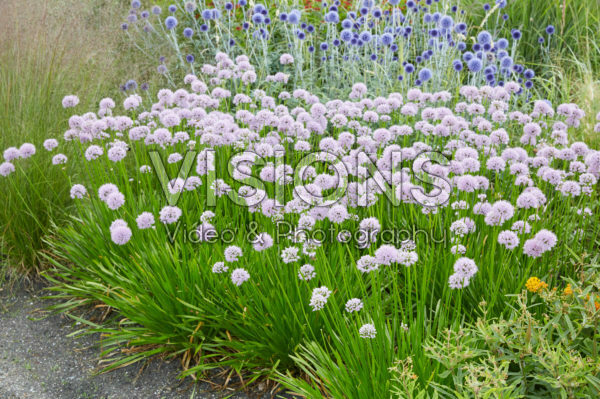 Allium Summer Beauty Allium Summer Beauty