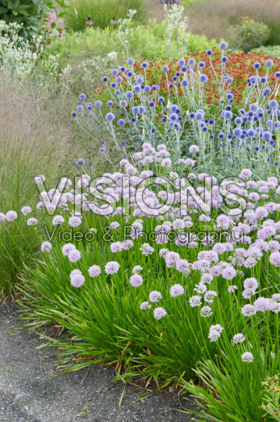 Allium Summer Beauty Allium Summer Beauty
