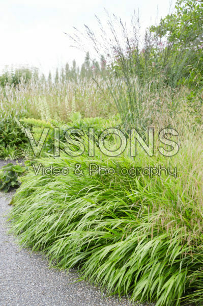 Hakonechloa macra