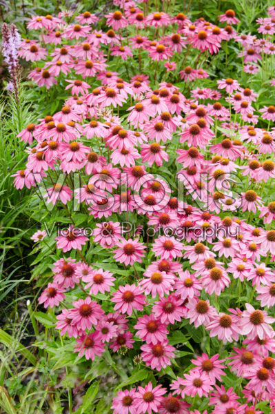 Echinacea Echinacea