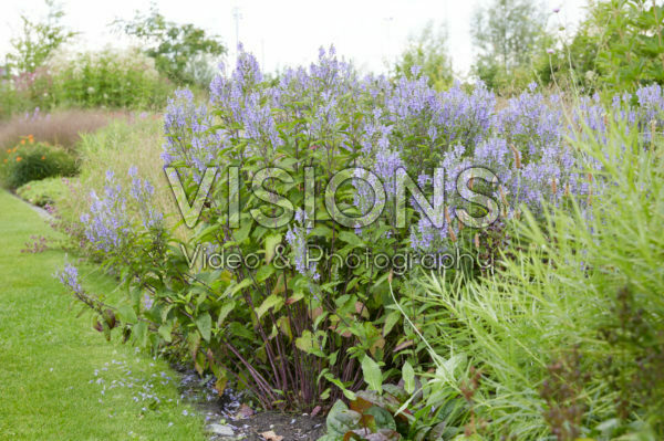 Scutellaria incana Scutellaria incana