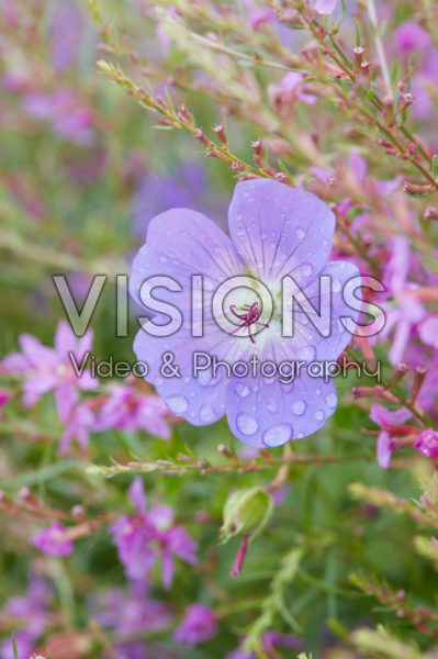 Geranium Rozanne Geranium Rozanne