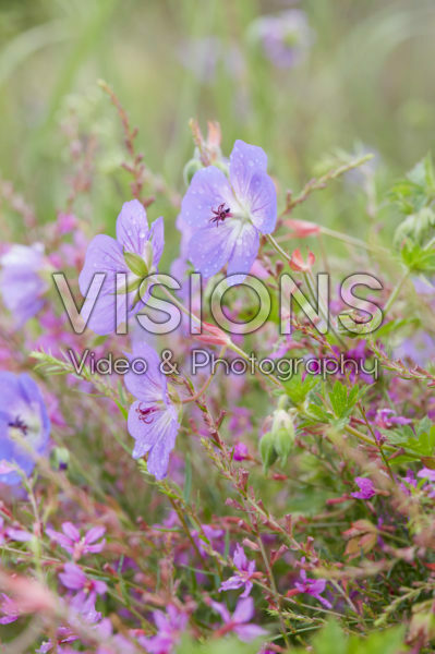 Geranium Rozanne