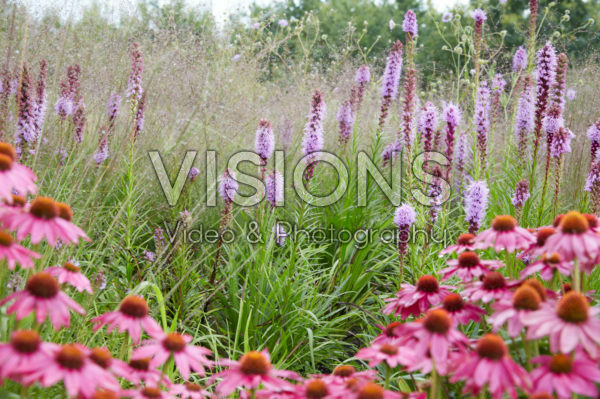 Echinacea, Liatris spicata Echinacea, Liatris spicata
