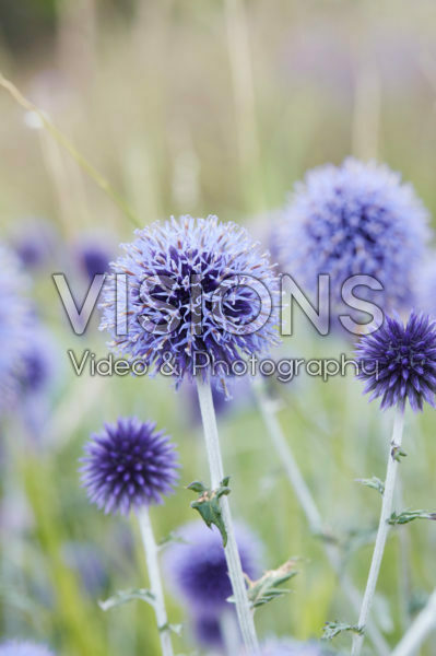 Echinops Veitch's Blue Echinops Veitch's Blue