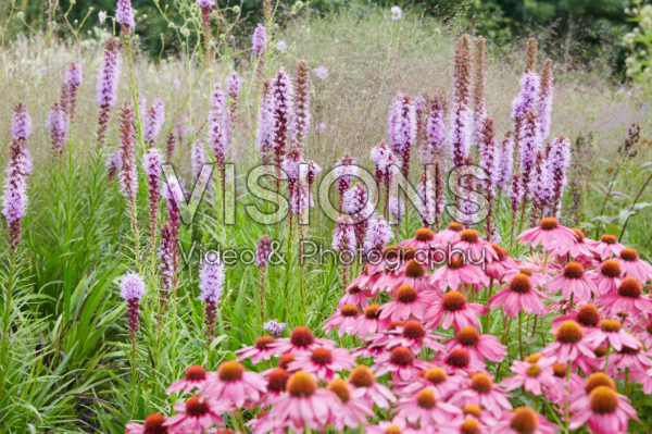 Echinacea, Liatris spicata Echinacea, Liatris spicata