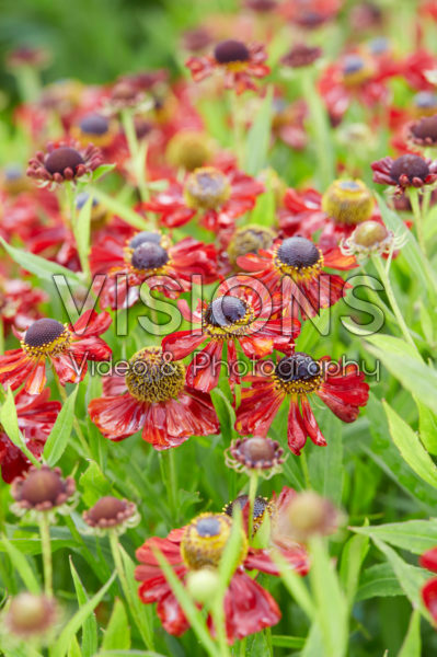 Helenium Rubinzwerg