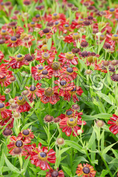 Helenium Rubinzwerg Helenium Rubinzwerg
