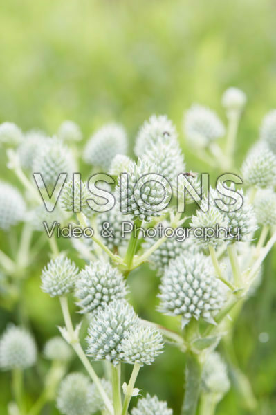 Eryngium yuccifolium Eryngium yuccifolium