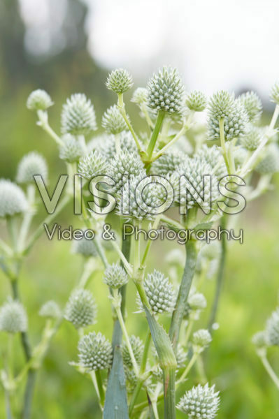 Eryngium yuccifolium Eryngium yuccifolium