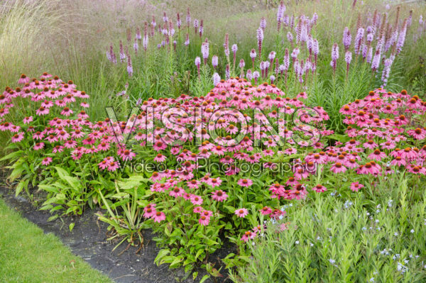 Echinacea, Liatris spicata