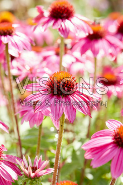 Echinacea Echinacea