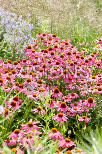 Echinacea Echinacea