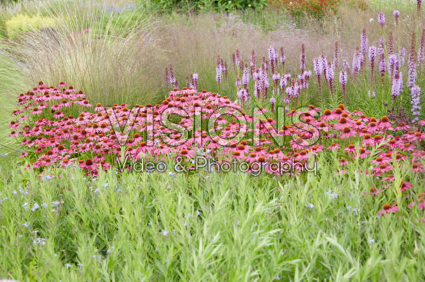 Vaste planten tuin