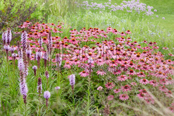 Echinacea, Liatris spicata Echinacea, Liatris spicata