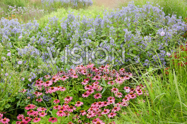 Echinacea, Scutellaria incana Echinacea, Scutellaria incana