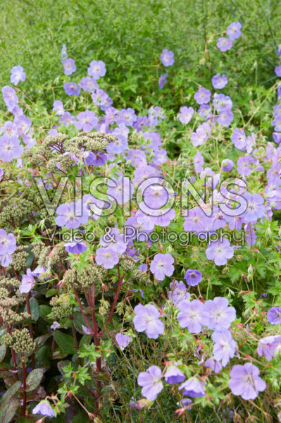 Geranium Rozanne Geranium Rozanne