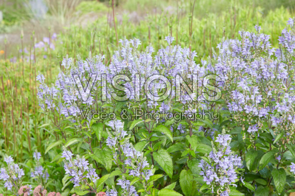Scutellaria incana Scutellaria incana