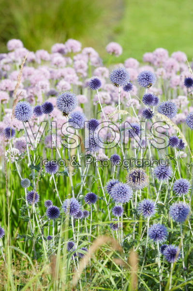 Echinops ritro Veitch's Blue Echinops ritro Veitch's Blue