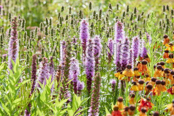 Liatris spicata, Helenium Moerheim Beauty Liatris spicata, Helenium Moerheim Beauty