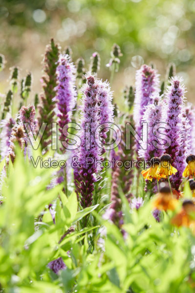 Liatris spicata, Helenium Moerheim Beauty Liatris spicata, Helenium Moerheim Beauty