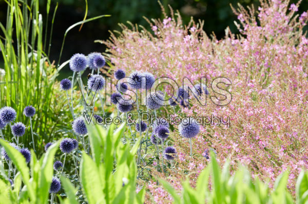 Echinops ritro Veitch's Blue Echinops ritro Veitch's Blue