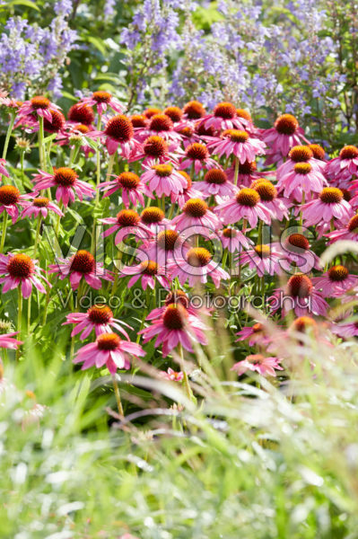 Echinacea Echinacea