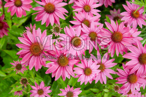 Echinacea Echinacea