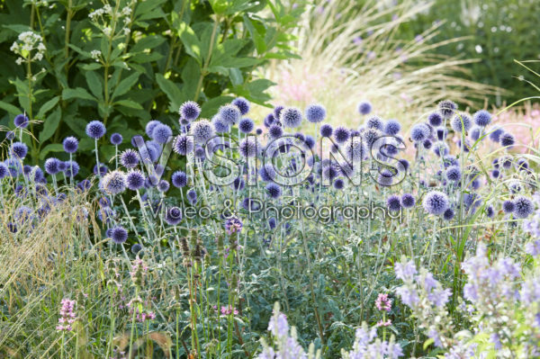 Echinops ritro Veitch's Blue