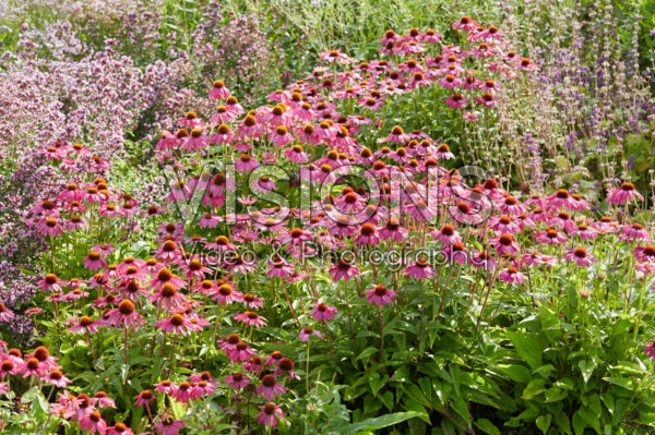 Echinacea Echinacea