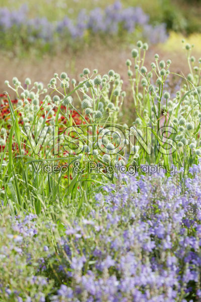 Eryngium yuccifolium Eryngium yuccifolium