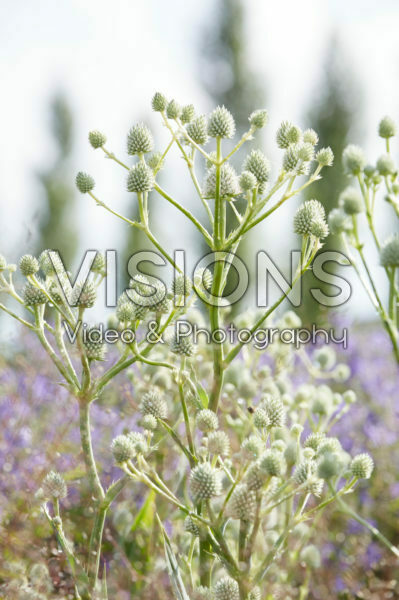Eryngium yuccifolium Eryngium yuccifolium