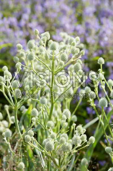 Eryngium yuccifolium Eryngium yuccifolium