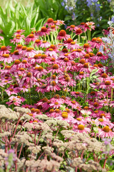 Echinacea