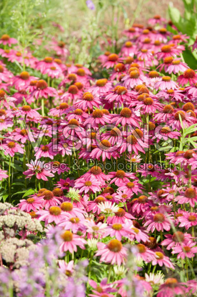 Echinacea Echinacea