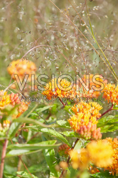Asclepias tuberosa