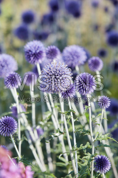 Echinops ritro Veitch's Blue Echinops ritro Veitch's Blue