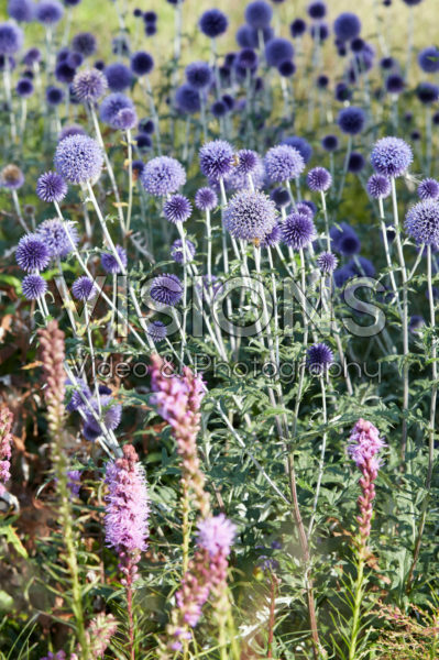 Echinops ritro Veitch's Blue Echinops ritro Veitch's Blue