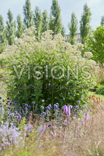 Eupatorium maculatum Snowball® Eupatorium maculatum Snowball®
