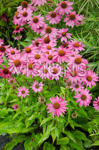 Echinacea