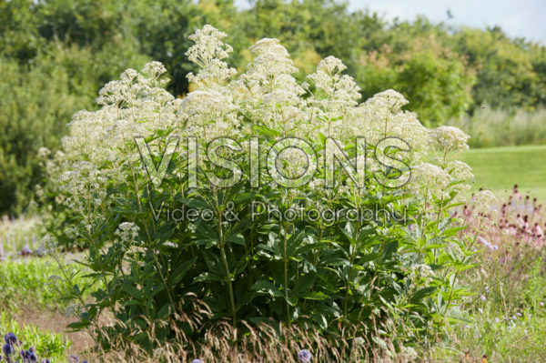 Eupatorium maculatum Snowball® Eupatorium maculatum Snowball®