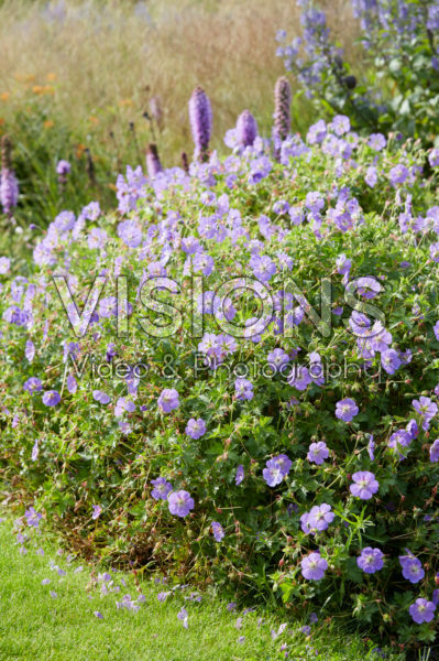 Geranium Rozanne Geranium Rozanne