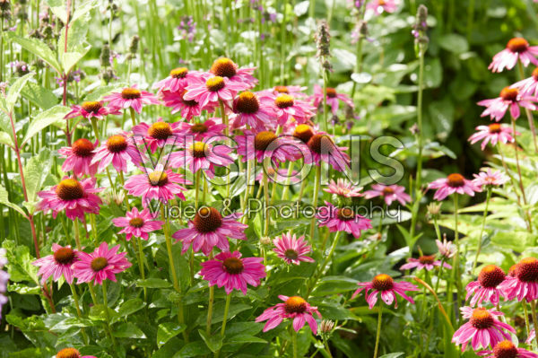 Echinacea