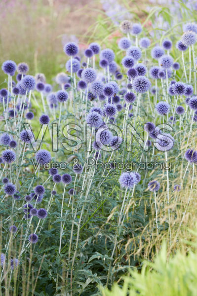 Echinops ritro Veitch's Blue