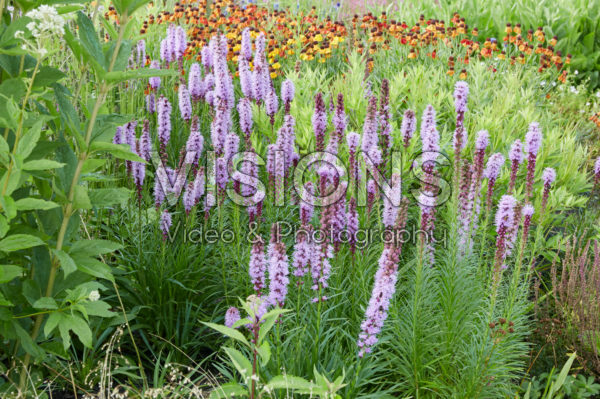 Liatris spicata Liatris spicata