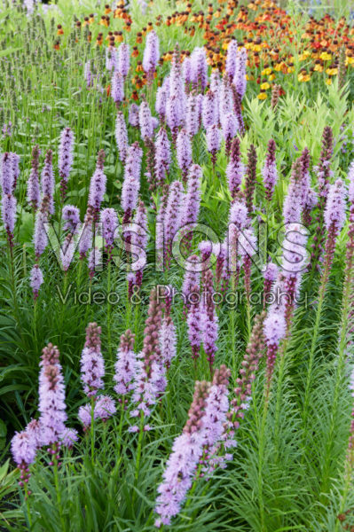 Liatris spicata Liatris spicata