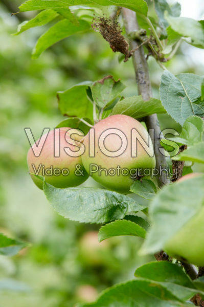 Malus domestica Groninger Kroon